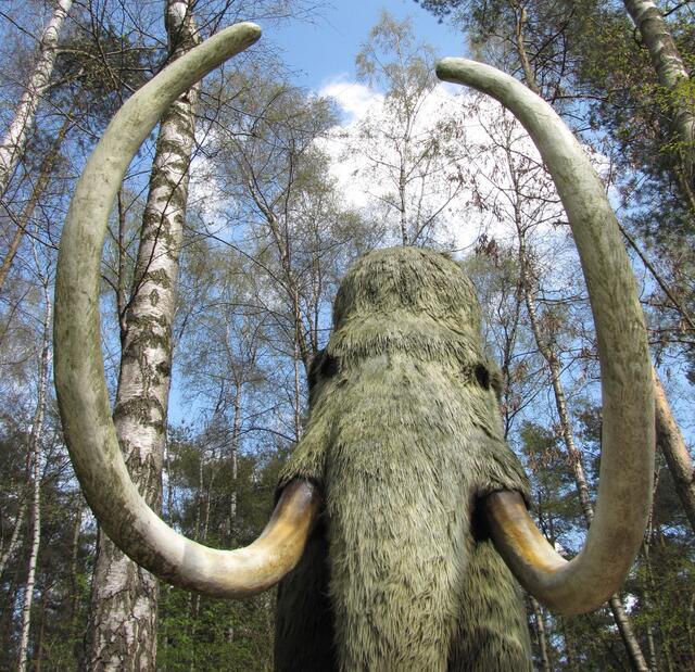 Bis vor etwa 10.000 Jahren lebte das Mammut auch noch bei uns. War es der damalige Mensch, der es durch Bejagung ausgerottet hat? Die Wahrscheinlichkeit ist groß, dass er, wie bei so vielen anderen Großtieren auch, dafür verantwortlich ist.