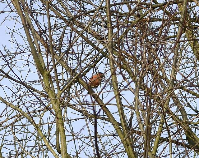 einige Gimpelmännchen hüpften in diesem Baum von Ast zu Ast und sammelten proteinreiches Futter