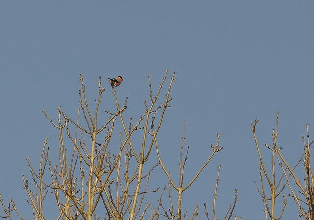 der Gimpel - hoch oben, beste Aussicht und Schallreichweite     https://www.deutsche-vogelstimmen.de/gimpel/