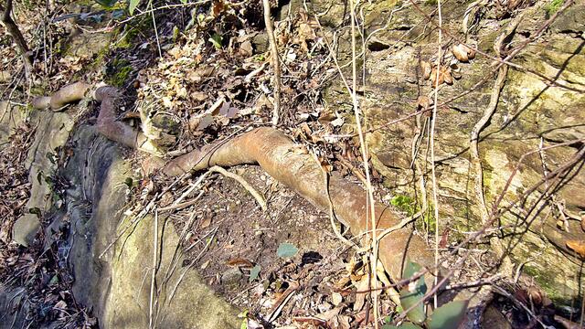 Der tote Baum ermöglicht neues Leben - Das waren mal bestimmt schöne Bäume in unserer Altenburg !