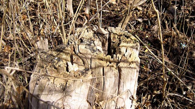 Der tote Baum ermöglicht neues Leben - Das waren mal bestimmt schöne Bäume in unserer Altenburg !