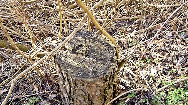 Der tote Baum ermöglicht neues Leben - Das waren mal bestimmt schöne Bäume in unserer Altenburg !