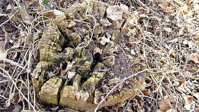 Der tote Baum ermöglicht neues Leben - Das waren mal bestimmt schöne Bäume in unserer Altenburg !