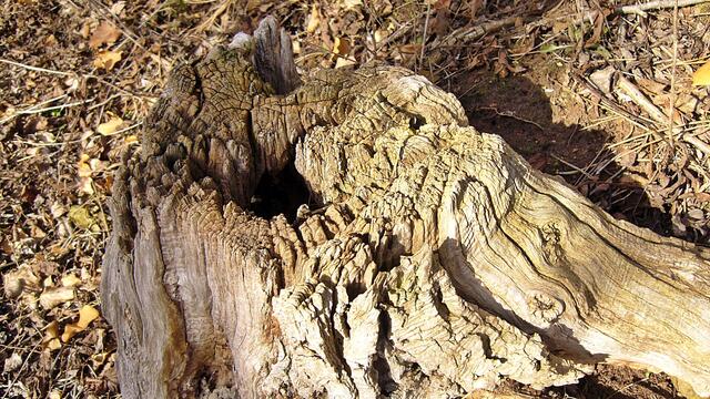 Der tote Baum ermöglicht neues Leben - Das waren mal bestimmt schöne Bäume in unserer Altenburg !