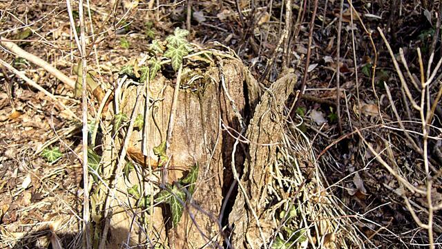 Der tote Baum ermöglicht neues Leben - Das waren mal bestimmt schöne Bäume in unserer Altenburg !