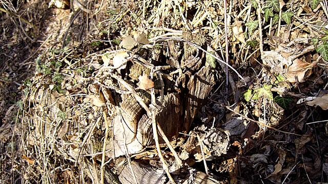 Der tote Baum ermöglicht neues Leben - Das waren mal bestimmt schöne Bäume in unserer Altenburg !