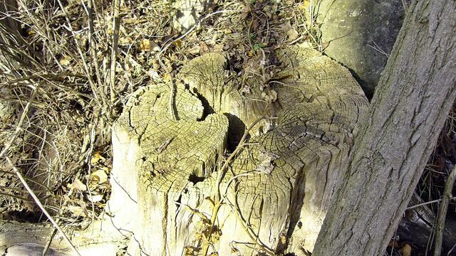 Der tote Baum ermöglicht neues Leben - Das waren mal bestimmt schöne Bäume in unserer Altenburg !
