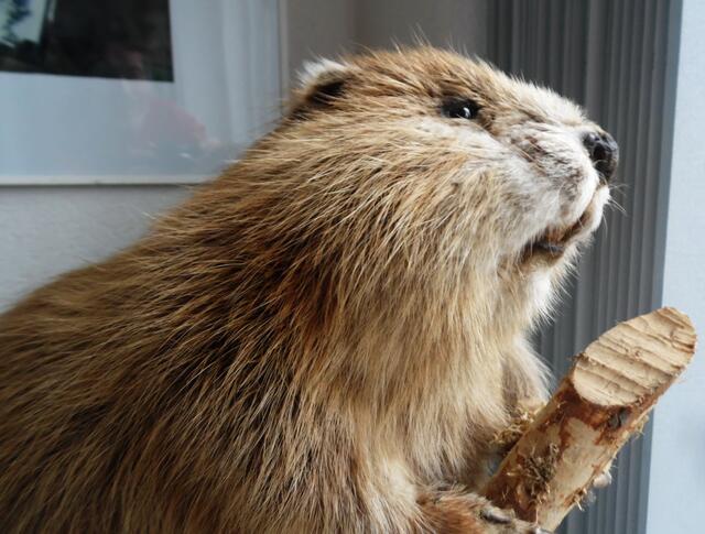 Natürlich war es der Biber, den man aber nur seltenst zu Gesicht bekommt. Dieses Exemplar beim NABU in Grasdorf kann allerdings bei der Entdeckung nicht abtauchen. Immerhin bis zu einem Meter lang und 30 Kilogramm schwer kann er werden.