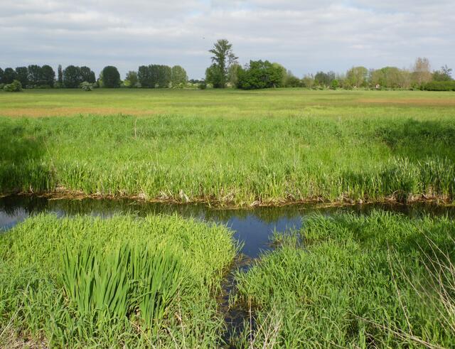 Ein abzweigender Biberkanal führt zu den angrenzenden Feldflächen hinauf.