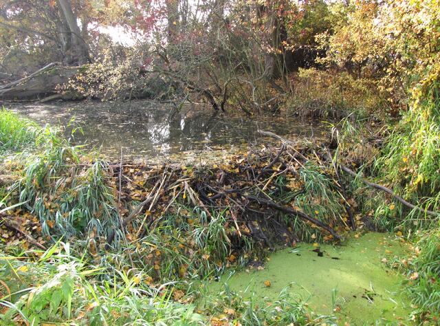 Inzwischen hat der Biber sämtliche Fließgewässer im Bereich der Leinemasch erobert und dort Reviere angelegt.