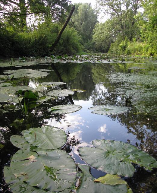 Zunächst hat er an der Alten Leine mit der Besiedlung der Masch begonnen. Bald nach 2009 konnten dort vier Biberfamilien nachgewiesen werden. Damit war dieses Revier besetzt. Die Nachkommen mussten sich andere Gewässer suchen.