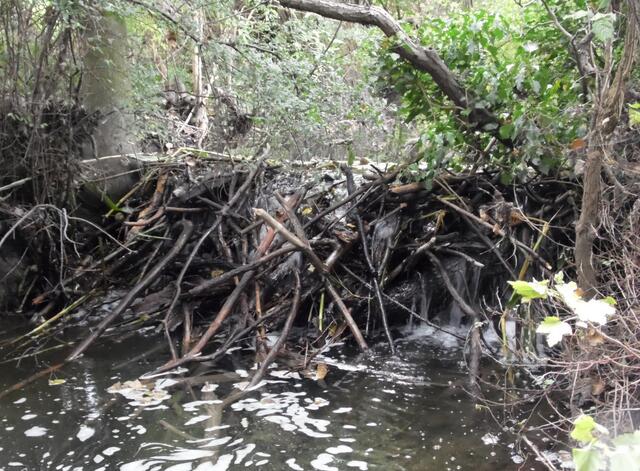 Ganz in der Nähe befindet sich dieser Damm, der den oberen Wasserspiegel etwa 80 Zentimeter anhebt.