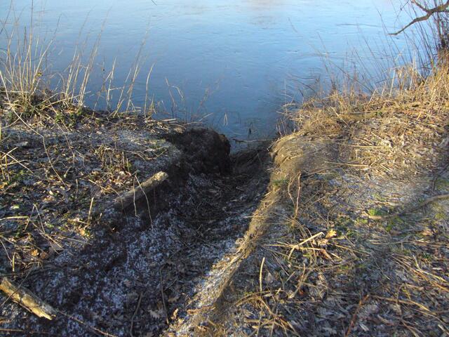 Ein typischer Biberweg, der das drei Meter hohe Steilufer zu den Bäumen hinaufführt.
