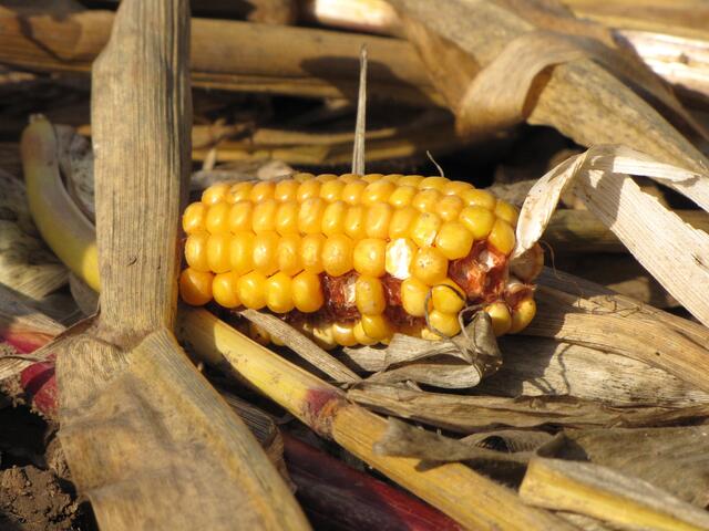 Mais und Zuckerrüben schmecken dem Biber. Auch Getreide verachtet er nicht. Allerdings wagt er sich nur ein kurzes Stück in ein Feld hinein.