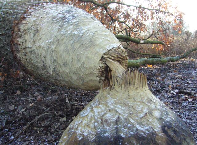 Gut einen halben Meter ist dieser Stamm dick.