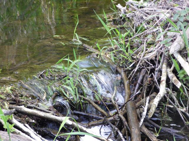Da er zum Tauchen und für die Anlegung seines Baus eine Mindestwassertiefe benötigt, staut er die Bäche bis zu einem Meter auf.