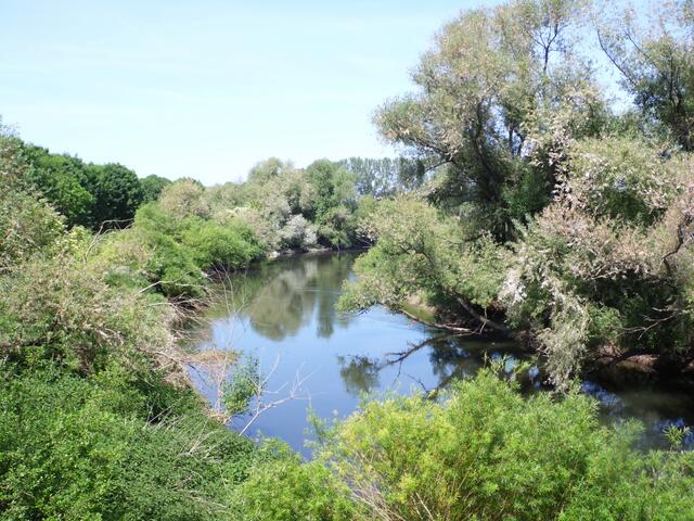 Nun ein Sprung in die nördliche Leineaue zwischen Herrenhausen und Ahlem, die einen anderen Carakter aufweist. Der mäandernde Flusslauf zieht sich durch Wiesen- und Weideflächen.