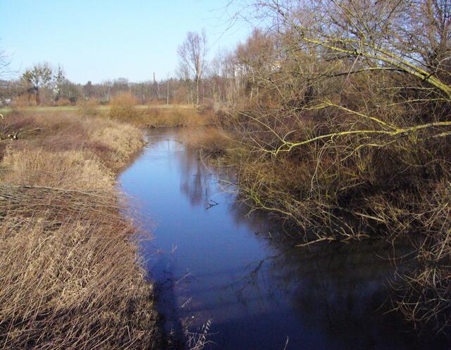 Wenn man viel Glück hat, kann man ihn von einer Brücke aus beobachten. Doch wenn er es bemerkt, taucht er sofort ab. An seinem platten Schwanz, der Kelle, kann man erkennen, dass es wirklich ein Biber war und kein Bisam. Wir freuen uns darüber, dass er inzwischen überall an der Leine heimisch geworden ist. Ende des 19. Jahrhunderts war er in Deutschland fast ausgerottet worden.