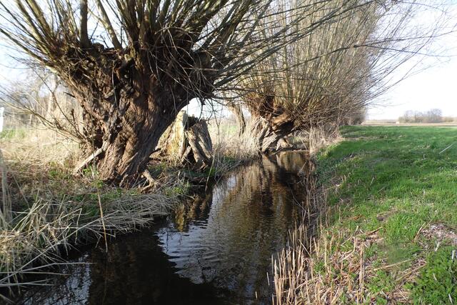 So zum Beispiel den Arnumer Landwehrgraben, in dem ich selber schon einen Biber beobachten konnte. Hier von der Straße Steinbrink, die von Harkenbleck nach Wilkenburg führt.