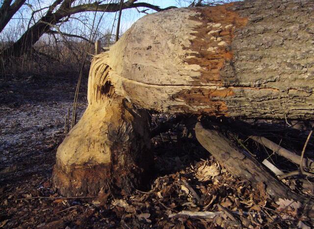 In Gemeinschaftsarbeit kann eine Biberfamilie einen Baum in einer Nacht fällen. So kommen die Tiere an die jungen Zweige, Triebe oder die Knospen.