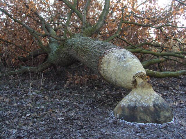 Manchmal wagt sich der Biber auch an Harthölzer, wie diese Eiche.