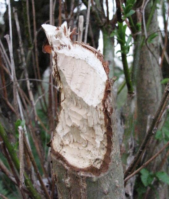 Die Spuren scharfer Schneidezähne lassen es erkennen.