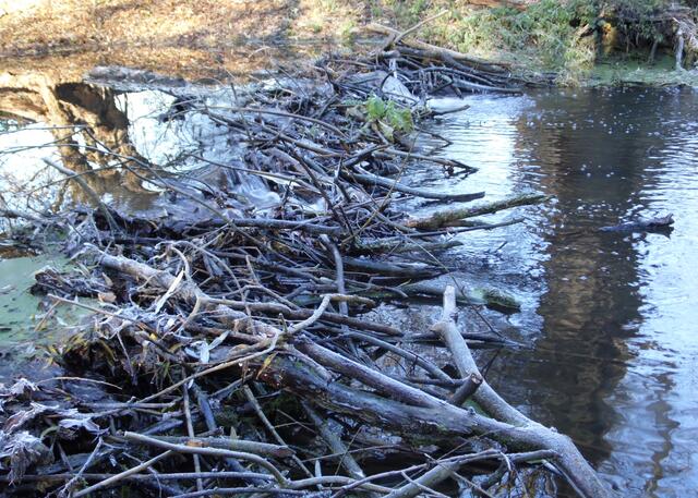 Diesen Biberdamm an der Alten Leine kennen wohl viele Maschbesucher. Vom Wiesendachhaus aus kann man ihn sehen.
