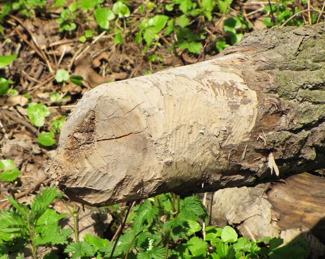 Und auch dort gibt es genügend Weichholz, das er bevorzugt. Zum Beispiel Weiden und Erlen.