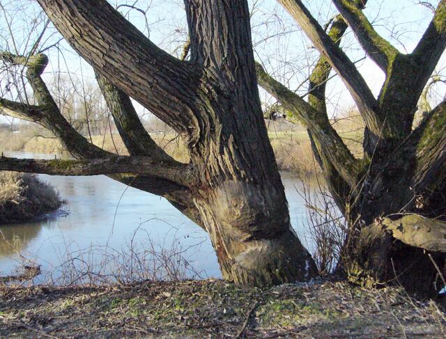 Diese über einen Meter im Durchmesser große Weide war ihm dann wohl doch zu dick. Er hat sein Werk aufgegeben.