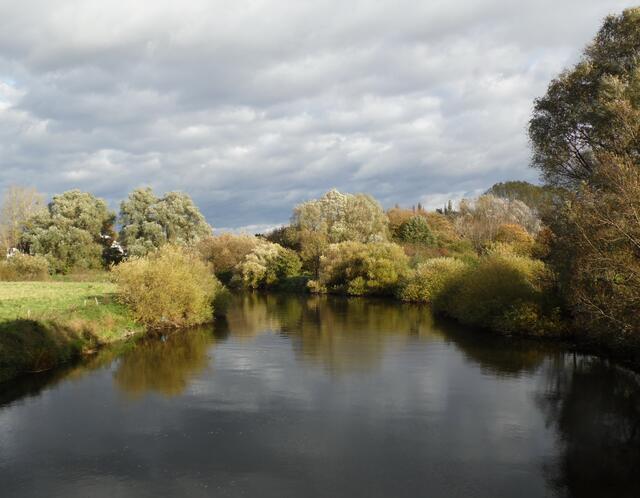 Wohl von der Elbe ist der Biber über verschiedenste Flüsse und Bäche 2005 zur Leinemasch eingewandert.