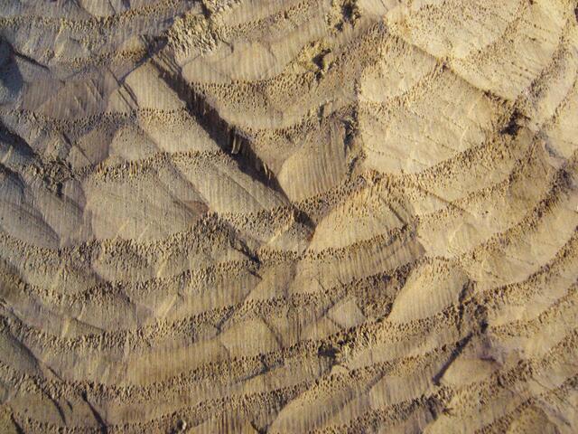 Mit den beiden oberen Schneidezähnen verankert er sich im Holz, mit den unteren verrichtet er sein Werk.