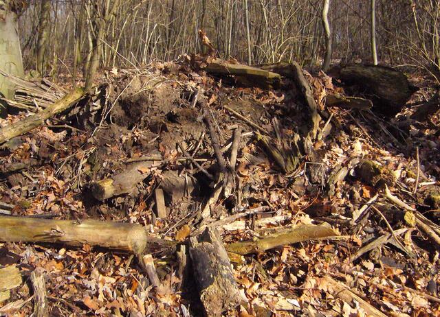 Hat der Biber seine Wohnhöhle, Biberburg genannt, wegen drohenden Hochwassers zu sehr nach oben erweitert, so dass die Decke zu dünn wird, befestigt er sie durch Äste und Schlamm. Die Zugänge liegen unter dem Wasserspiegel.