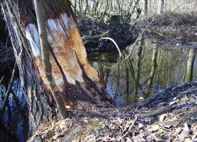 Diese Spuren sind frisch. Vielleicht stammen sie aus der letzten Nacht.