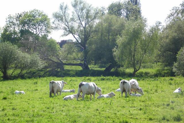 Nicht nur diese Tiere fühlen sich dort wohl.