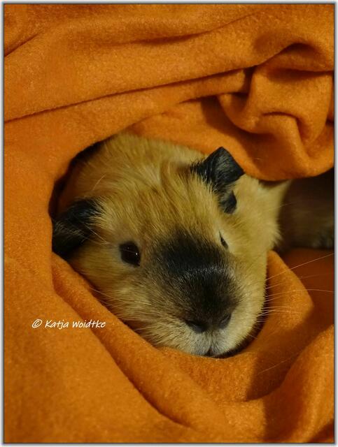 Edward mit der inzwischen für California Meerschweinchen typischen schwarzen Nase, den schwarzen Ohren und (nicht im Bild) den schwarzen Füßen  | Foto: Katja Woidtke