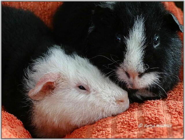 Charlie und Pepe sind US-Teddys. Typisch für diese Meerschweinchenrasse ist das krause, vom Körper abstehende Fell.  | Foto: Katja Woidtke