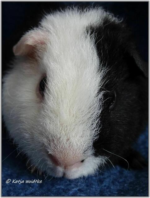 Charlie ist der Jüngste in unserer Schweinebande. Mit knapp 400 g ist das fünf Wochen alte Böckchen ein Leichtgewicht gegenüber seinem neuen Kumpel Edward.  | Foto: Katja Woidtke