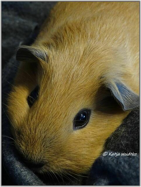 Edward ist ein California Meerschweinchen. Ein paar Wochen nach seiner Geburt ist die für diese Meerschweinchenrasse typische schwarze Nase noch nicht ausgeprägt.  | Foto: Katja Woidtke