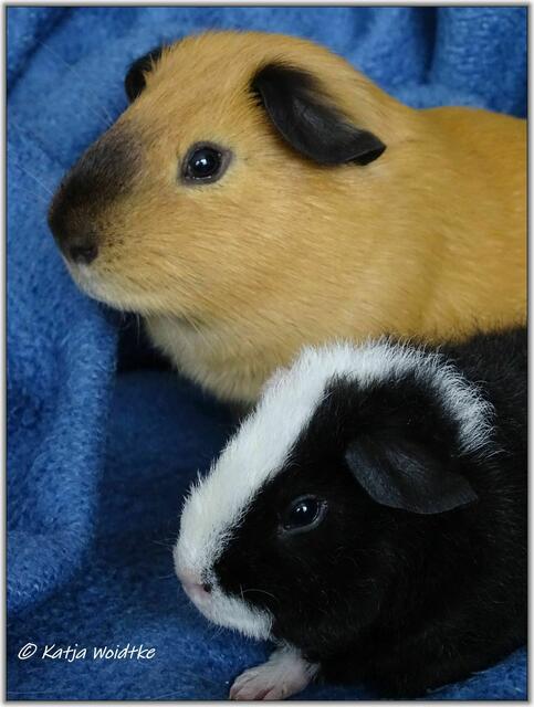 Edward (momentan 1.100 g) und der kleine Charlie scheinen sich gesucht und gefunden zu haben - beide sind quirlige Böckchen.  | Foto: Katja Woidtke