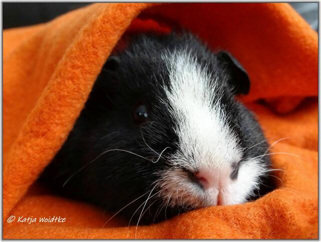 Pepe ist ein US-Teddy Meerschweinchen  | Foto: Katja Woidtke