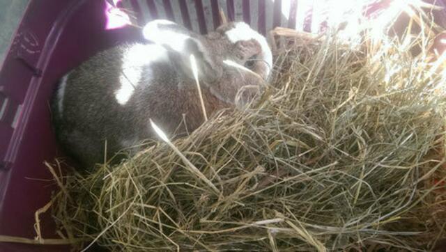 Harry (Pflegestelle)