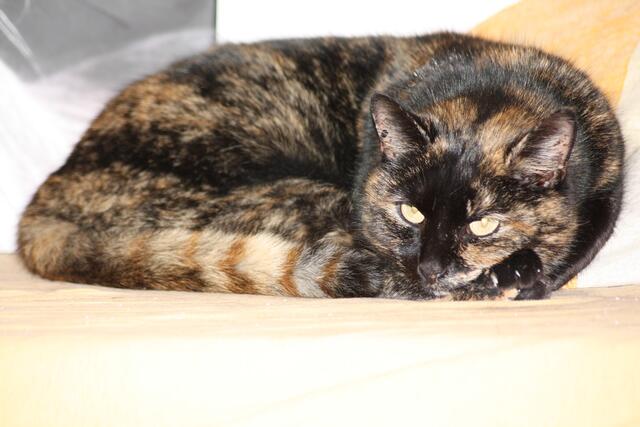 Marie (Pflegestelle)