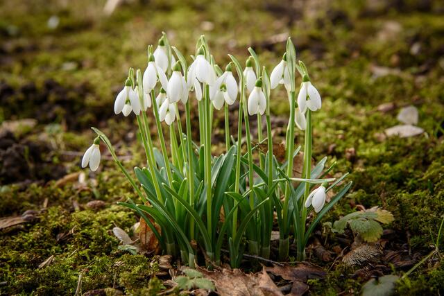 Im Ruhrtal hat der Frühling schon ein wenig begonnen