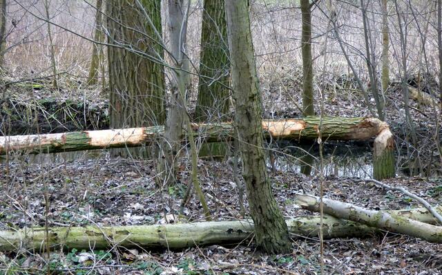Derselbe Baum etwas später