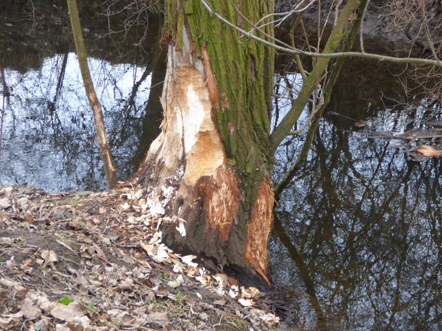 Frische Nageversuche