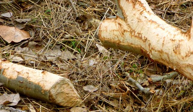 Dickere Astteile werden abgenagt