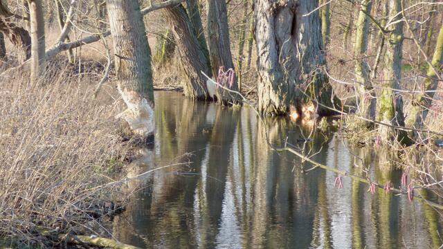 Am Mühlbach im Januar