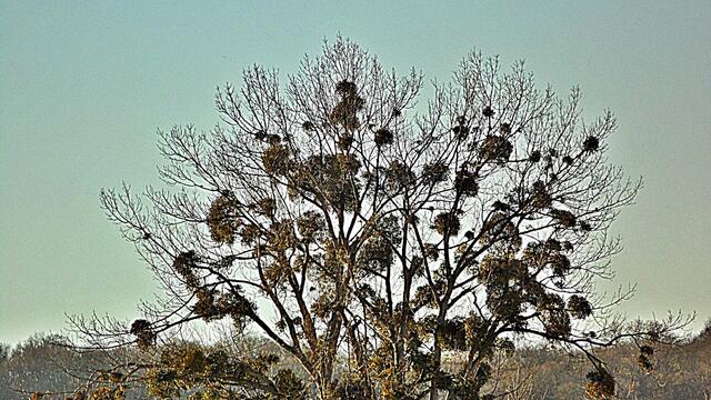 Mistel - am 15.2.2019 !