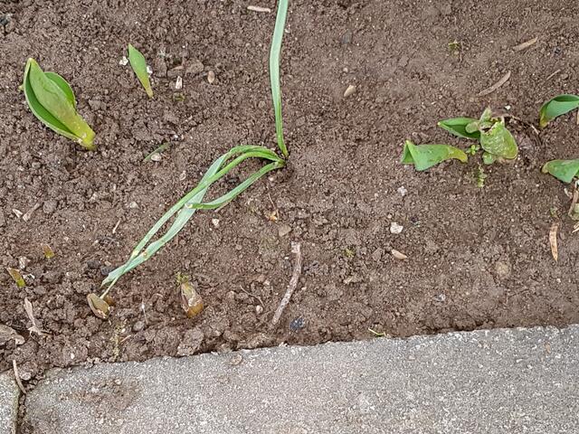 die Tulpen gucken schon mit ihren Spitzen hervor am Gartenrand