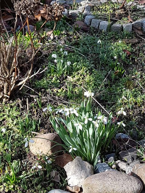 ganz nah am Teich, erlüht ein ganzes Büchel